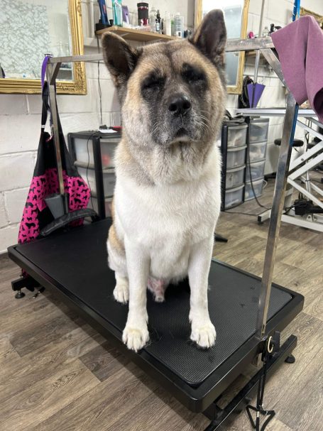 Senior Akita deshedding in maidstone