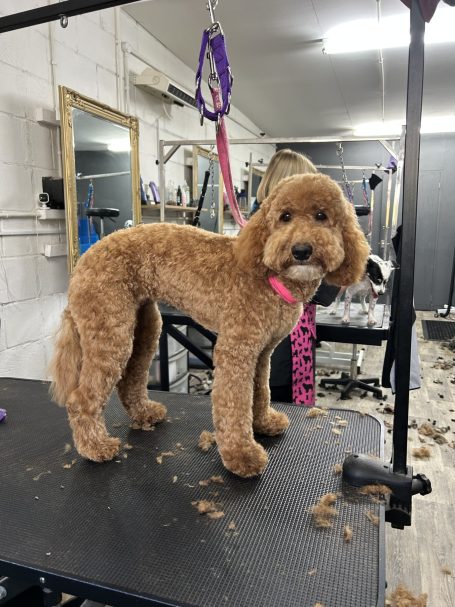 Cavapoo full groom with shaped face and tidy paws at local Maidstone dog groomer