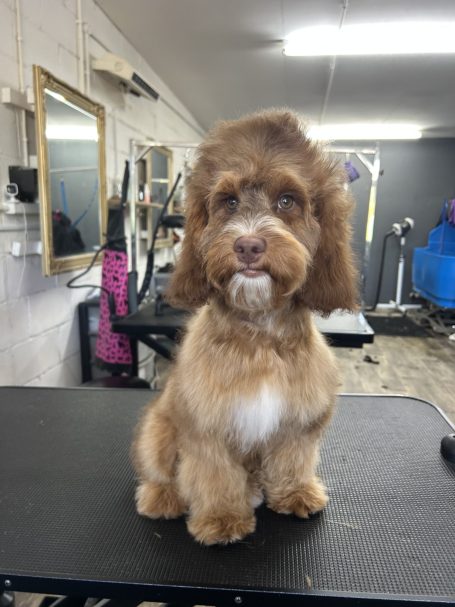 Puppy’s first grooming session at Ted’s Dog Grooming in Maidstone