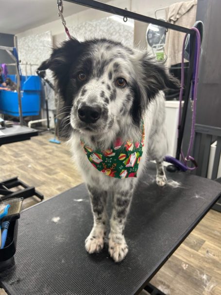 black and white border collie groom