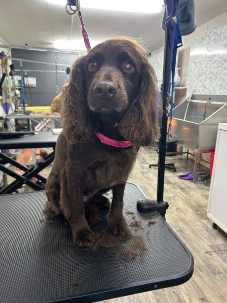 Brown working spaniel groom