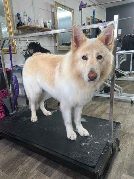 German shepherd long hair 