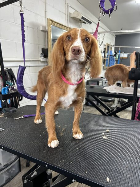 working cocker spaniel tidy up in local dog grooming salon
