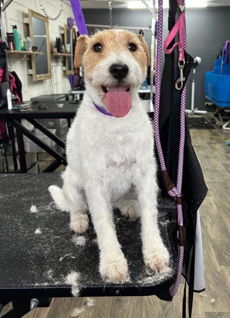 Fox Terrier groom in maidstone