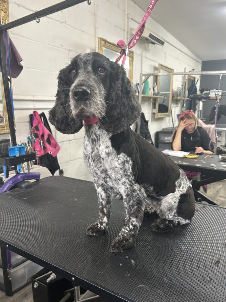 Show Spaniel full groom with feather tidy at Ted’s Dog Grooming Maidstone