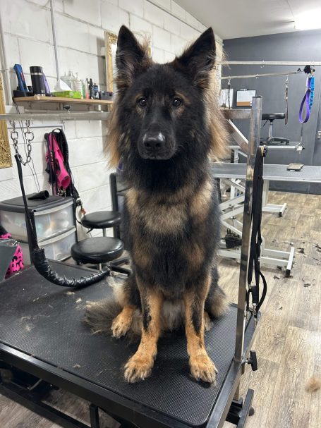 german shepherd groom 