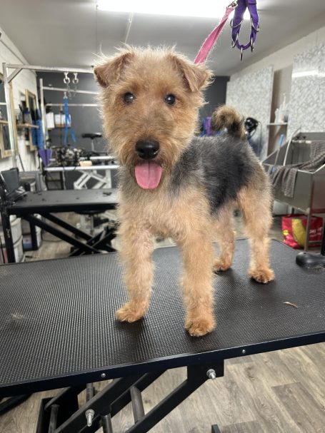 Welsh Terrier grooming session with hand stripping  and coat tidy